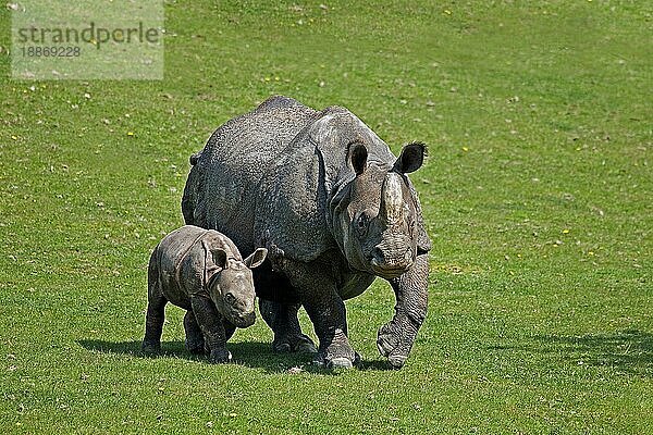 Indisches Nashorn (rhinoceros unicornis)  Mutter mit Kalb
