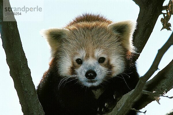 Roter Panda (ailurus fulgens)  Porträt eines Erwachsenen