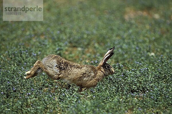 EUROPÄISCHER BRAUNHASE (lepus europaeus)  ERWACHSENER LAUFEND IM GRAS