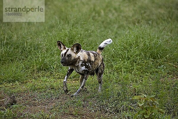 AFRIKANISCHER WILDHUND (lycaon pictus)  ERWACHSENER LAUFEND  NAMIBIA