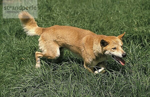 DINGO (canis familiaris dingo)  ERWACHSENER IM GRAS  AUSTRALIEN