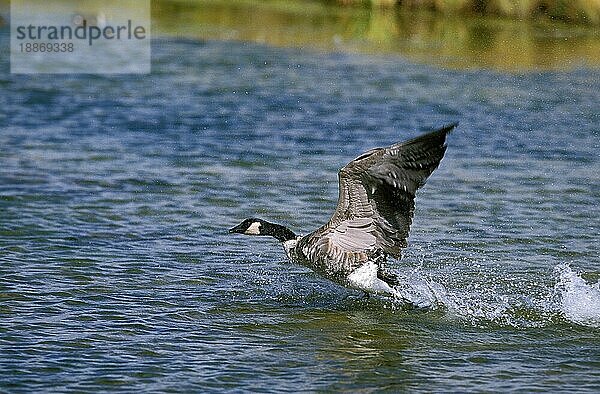 Kanadagans (branta canadensis)  ERWACHSENE  die aus dem Wasser steigt  KANADA