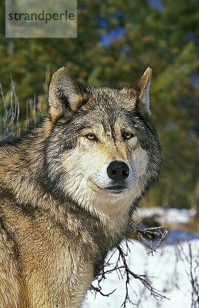 Nordamerikanischer Grauer Wolf (canis lupus occidentalis)  Portrait eines Erwachsenen  Kanada  Nordamerika