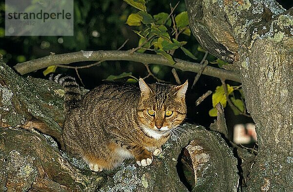 Braun gestromte und weiße Hauskatze  erwachsen  stehend im Baum