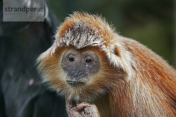 Javalangur oder Javalutung (trachypithecus auratus)  Porträt eines Erwachsenen