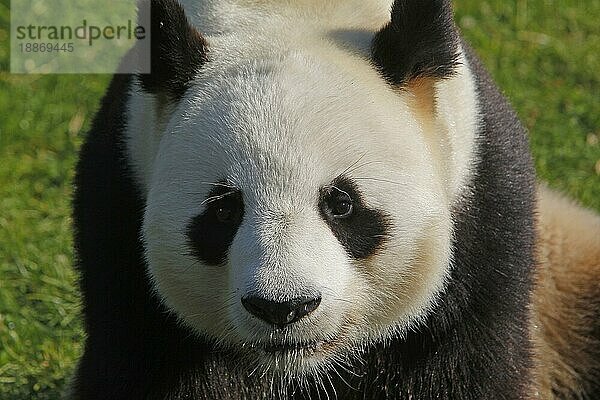 Großer Panda (ailuropoda melanoleuca)  Porträt eines Erwachsenen