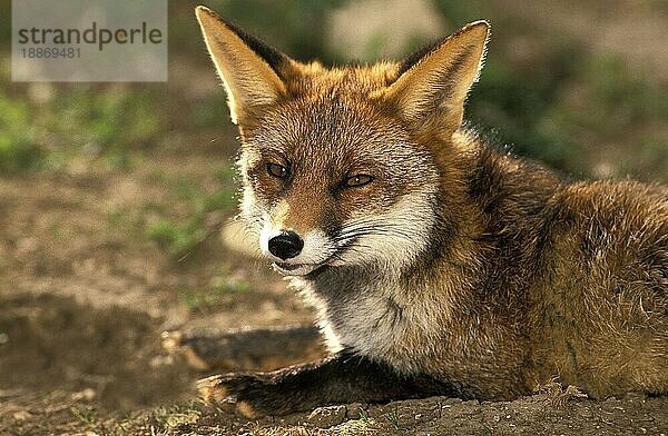 Rotfuchs (vulpes vulpes)  erwachsene Legehennen