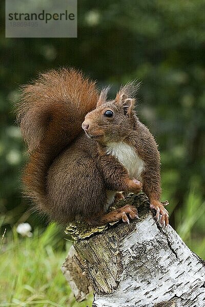 Rotes Eichhörnchen (sciurus vulgaris)  erwachsen  Normandie