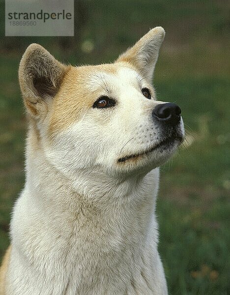 Akita Inu Hund  Portrait eines Erwachsenen