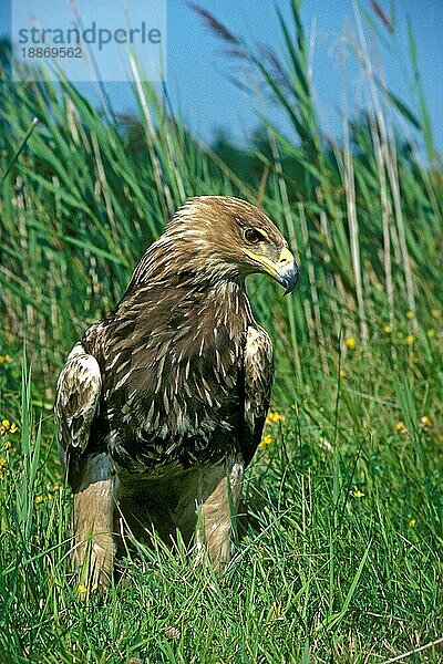 Kaiseradler (aquila heliaca)  Erwachsener auf Gras