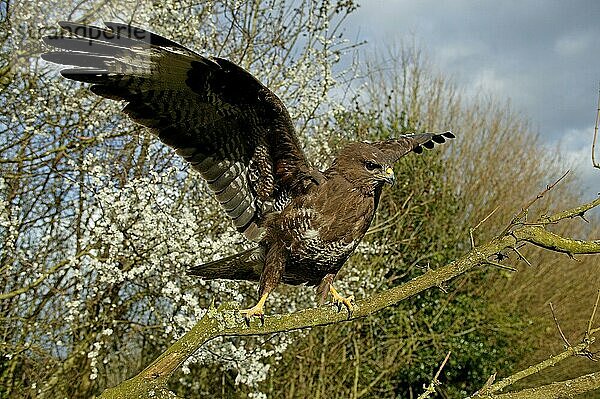 Mäusebussard (buteo buteo)  Erwachsener Abflug vom Ast  Normandie