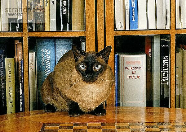 TONKINESE HAUSKATZE  ERWACHSEN  SITZT IN DER NÄHE VON BÜCHERN