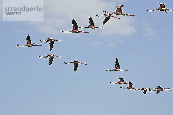 KLEINER FLAMINGO (phoenicopterus minor)  GRUPPE VON ERWACHSENEN IM FLUG  NAKURU-SEE IN KENIA