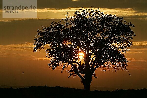 Apfelbaum auf einem Feld bei Sonnenaufgang