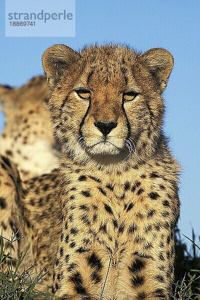 Gepard (acinonyx jubatus)  PORTRAIT EINES ERWACHSENEN  KENIA