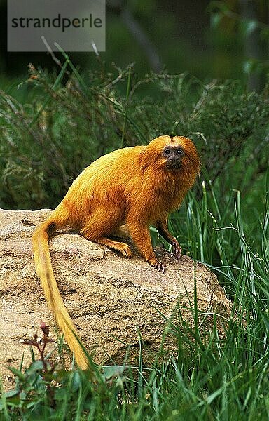 GOLDENER LÖWE TAMARIN leontideus rosalia  ERWACHSENER AUF FELSEN STEHEND