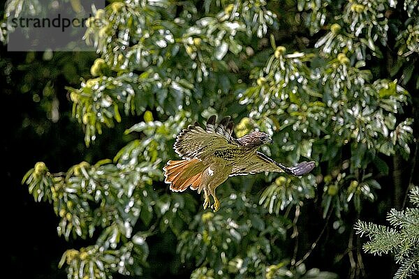 Rotschwanzbussard (buteo jamaicensis)  ERWACHSENE IM FLUG