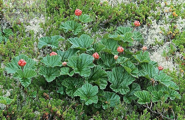 Moltebeere (Rubus chamaemorus)  Lofoten  Norwegen  Europa