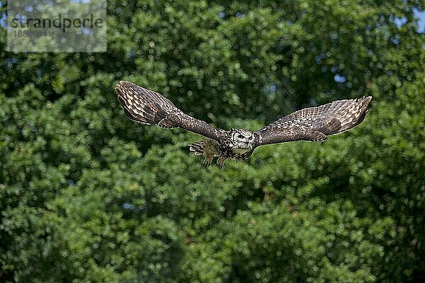 Kapuhu (bubo capensis)  ERWACHSENER IM FLUG