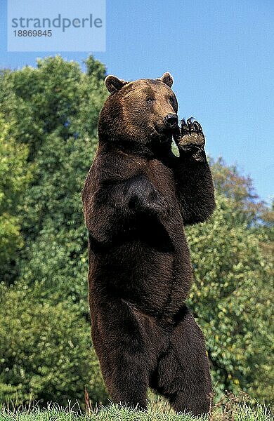 BRAUNBÄR (ursus arctos)  ERWACHSENER AUF HINTERBeinen