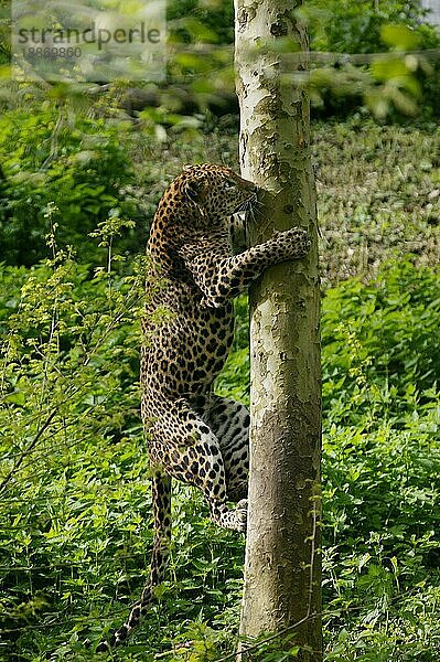 Sri Lanka Leopard (panthera pardus kotiya)  Erwachsener klettert auf Baumstamm