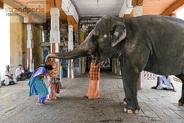 Gläubige  die im Adi Kumbeshvarar Tempel in Kumbakonam  Tamil Nadu  Indien  Segnungen vom Tempelelefanten erhalten  Asien