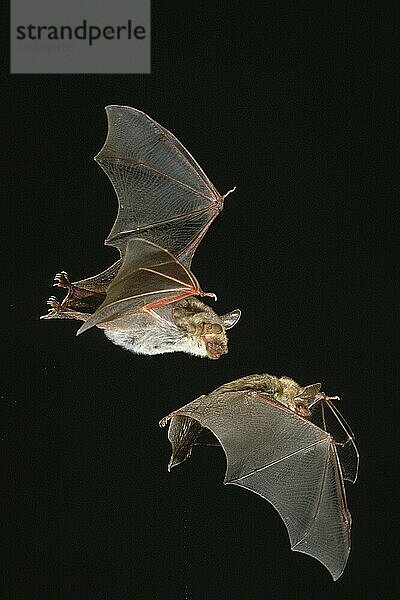 MausohrGroßes Mausohr (myotis myotis)  erwachsene Tiere im Flug vor schwarzem Hintergrund