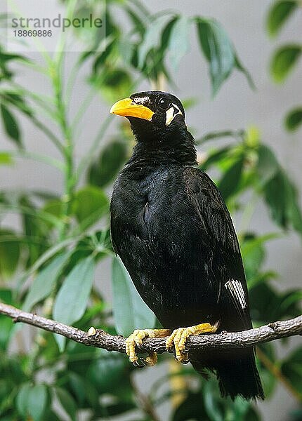 HÜGEL-MYNAH (gracula religiosa)  ERWACHSENER AM BRANSCH