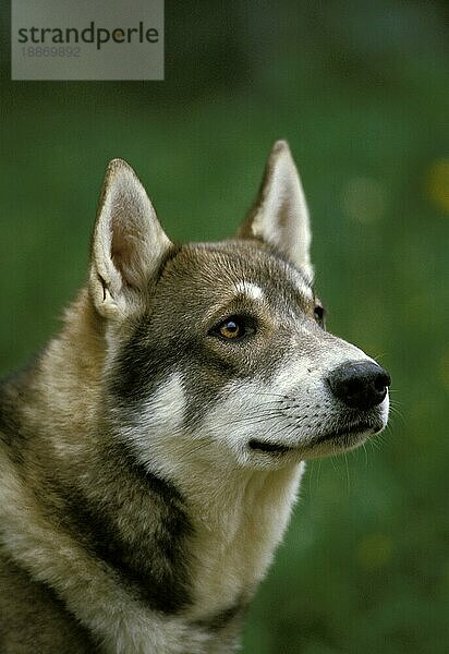 Sibirischer Laika-Hund  eine Rasse aus Russland  Porträt eines Erwachsenen