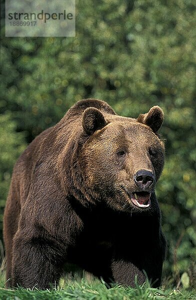 BRAUNBÄR (ursus arctos)  ERWACHSENER MIT OFFENEM MÜNDEN