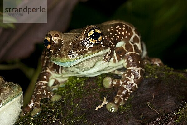 Amazonas-Milchfrosch (phrynohyas resinifictrix)  erwachsen