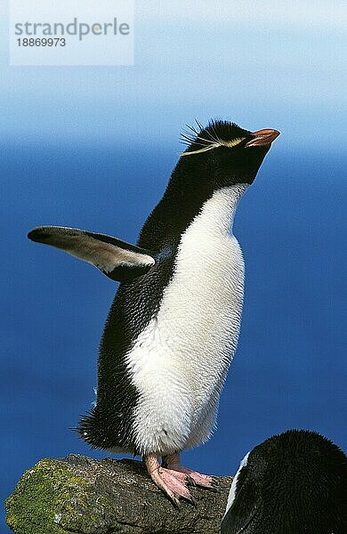 Felsenpinguin (eudyptes chrysocome)  Erwachsener auf Felsen mit offenen Flügeln  Antarktis  Antarktika