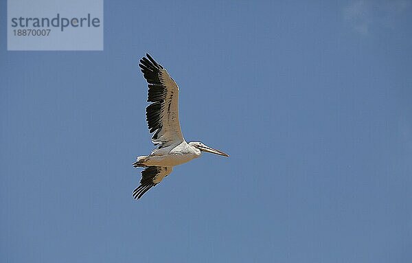 Großer weißer Pelikan (pelecanus onocrotalus)  Erwachsener im Flug gegen blauen Himmel