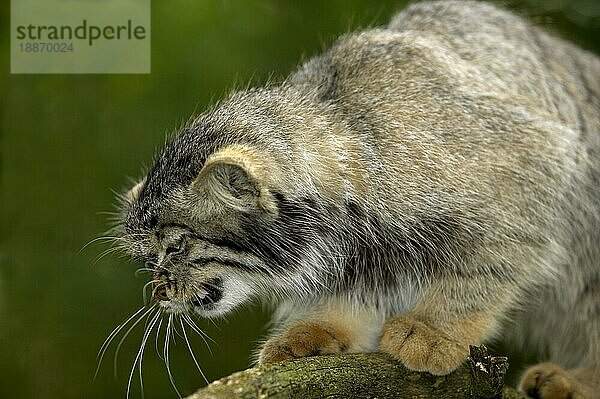 Manul (otocolobus manul) oder Pallas-Katze  Erwachsener Knurrer