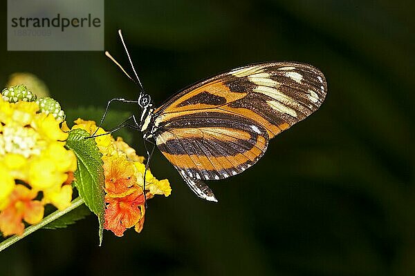 Eueides Schmetterling  eueides isabella  Erwachsener auf Blüte