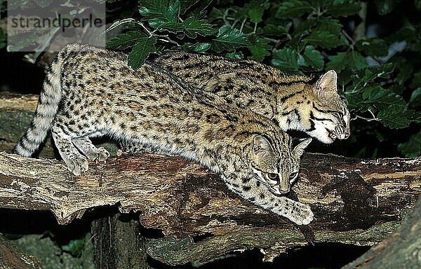 TIGERKATZE ODER ONCILLA (leopardus tigrinus)  PÄRCHEN VON ERWACHSENEN AUF BRANCHE