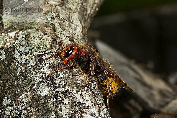 Hornet  vespa crabo  Erwachsene  Normandie