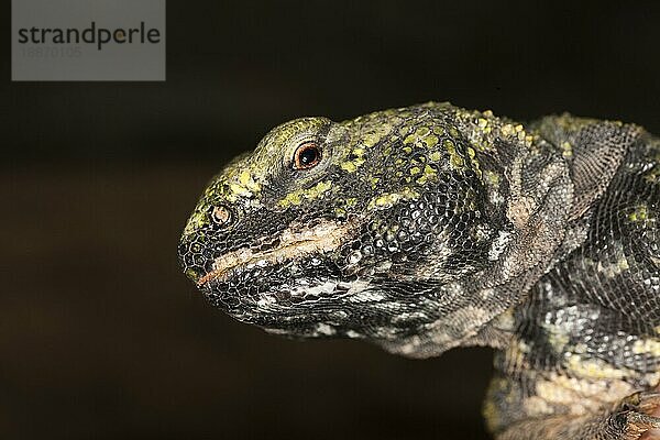 Stachelschwanzechse (Uromastyx acanthinurus)  Porträt eines Erwachsenen