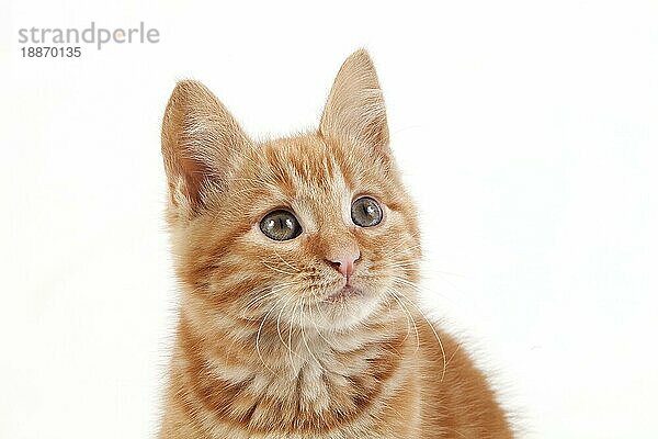 Rot getigerte Hauskatze  Kätzchen vor weißem Hintergrund