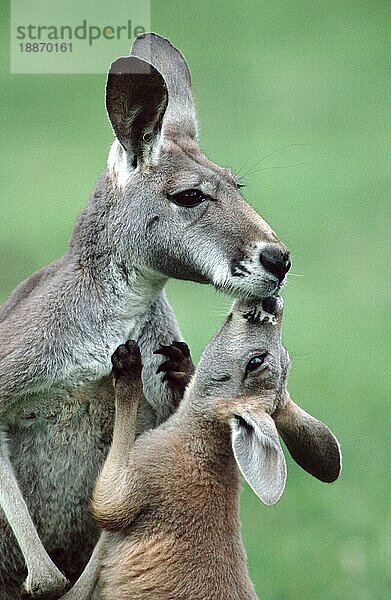 Junges Rotes Känguru (Macropus rufus) grüßt Erwachsener