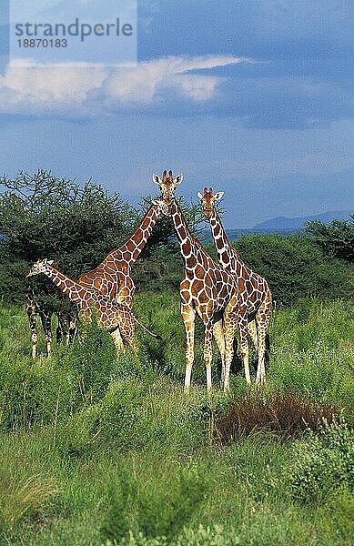 Netzgiraffe (giraffa camelopardalis reticulata)  Gruppe von Erwachsenen  Samburu Park in Kenia