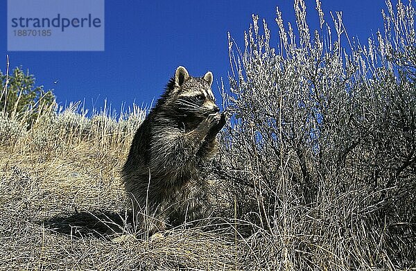 Waschbär (Procyon lotor)  Erwachsener sitzend  Beeren fressend