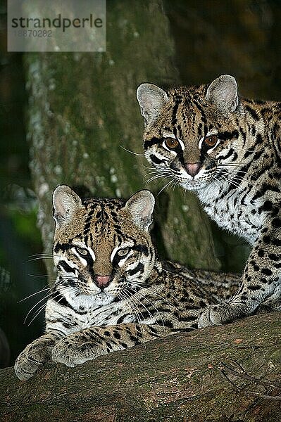 OCELOT (leopardus pardalis)  Pärchen Erwachsener auf Baumstamm