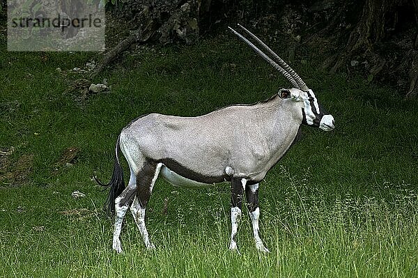 Spießbock (oryx gazella)  erwachsen