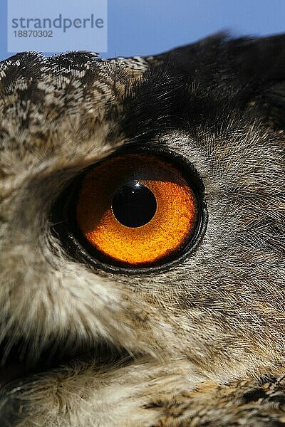 Europäischer Uhu (asio otus)  Porträt eines Erwachsenen  Nahaufnahme des Auges