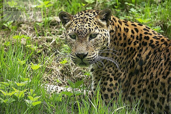 Sri Lankischer Leopard (panthera pardus kotiya)  Porträt eines Erwachsenen