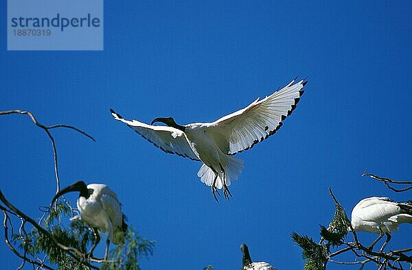 Heiliger Ibis  threskiornis aethiopica  Erwachsener im Flug  Kenia  Afrika