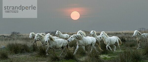 Camargue-Pferd  Herde im Sumpf  Saintes Marie de la Mer in der Camargue  im Süden von Frankreich