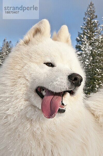 Samojedenhund  bjelkier  im Schnee  Cocolalla  Idaho  USA  Nordamerika