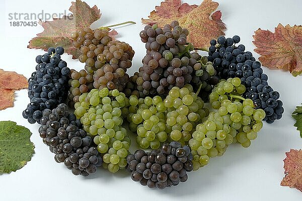Verschiedene Traubensorten (Vitis vinifera)  Weintrauben